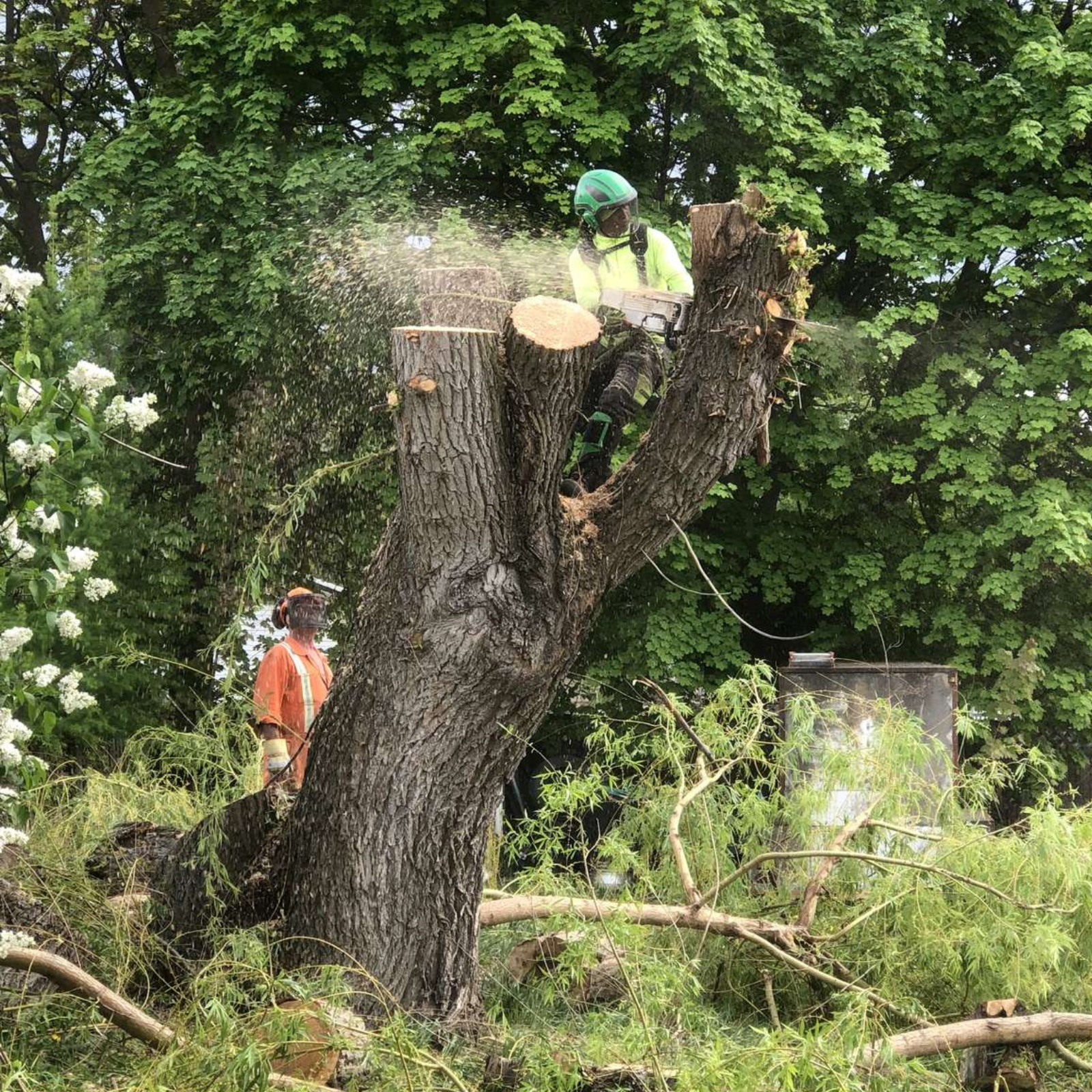 tree-cutting-operator-in-safety-gear-cuts-tree-branches